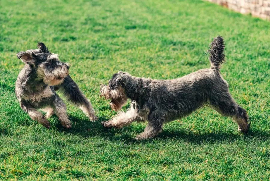 Aparat Canon PowerShot SX620 HS